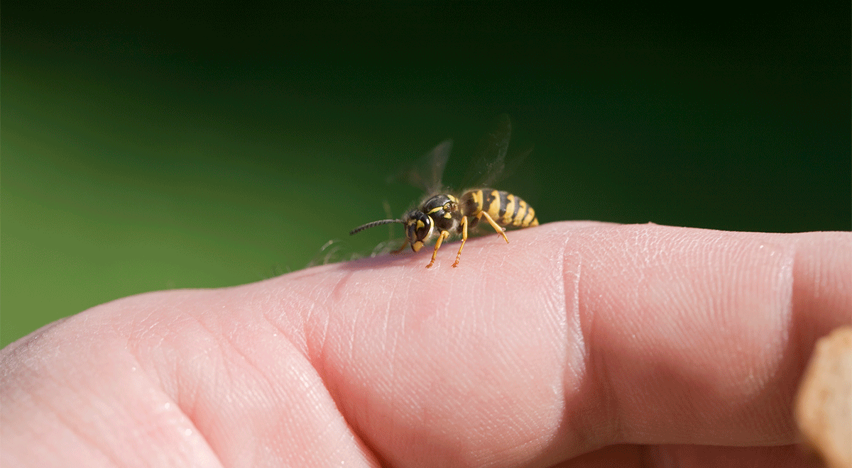 “Bee Sting” Acupuncture: Dubious at Best. At Worst, Fatal